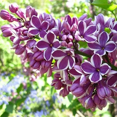 Сирень СЕНСАЦИЯ (привитая) в Оренбурге