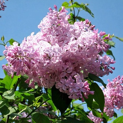 Сирень БУФФОН в Оренбурге