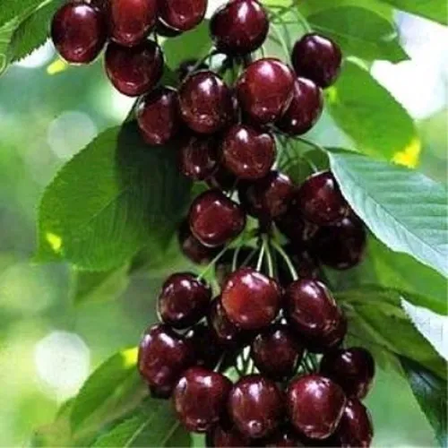 Черешня УДИВИТЕЛЬНАЯ в Оренбурге