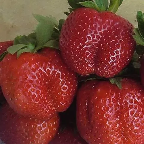 Клубника ДЕСТЕНИ в Оренбурге