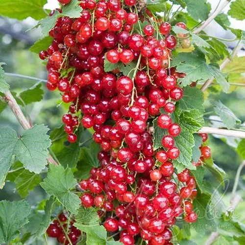 Смородина красная РЕД ЛЕЙК в Оренбурге