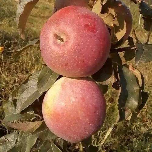 Яблоня АКСАМИТ в Оренбурге