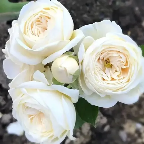 Роза АРТЕМИС шраб в Оренбурге