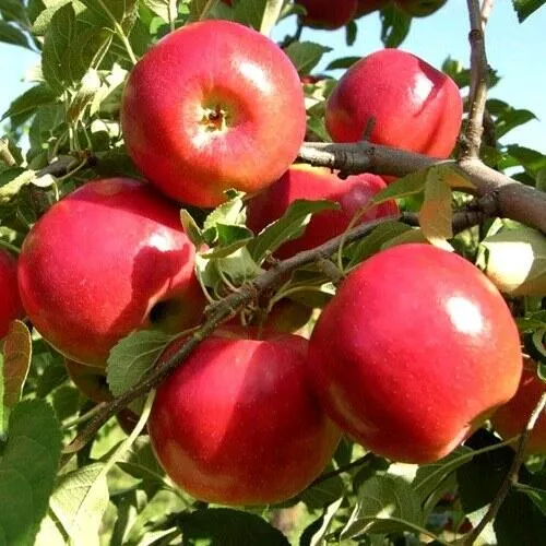 Яблоня МОДИ в Оренбурге