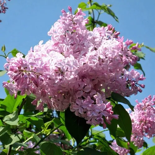 Сирень БУФФОН в Оренбурге